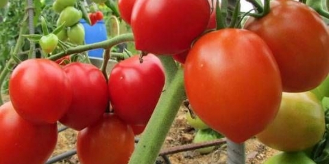 Paradajz stolypin: recenzije foto prinos